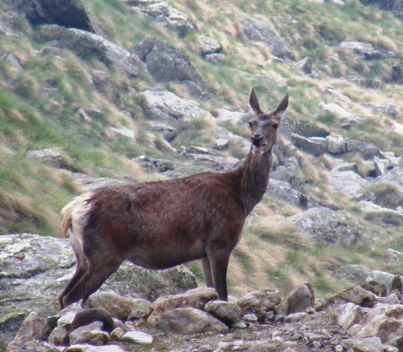 PASSIONE PER IL CERVO